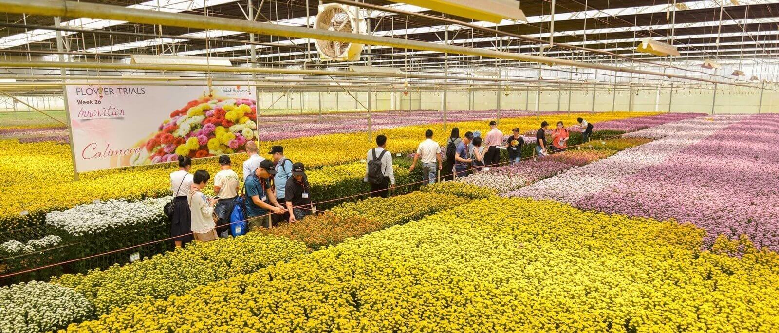 dự án điện mặt trời tại Dalat Hasfarm